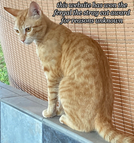 orange cat captioned this website has won the fergal the stray cat award for reasons unknown