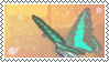 blue green butterfly