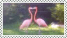 two flamingos seem to kiss